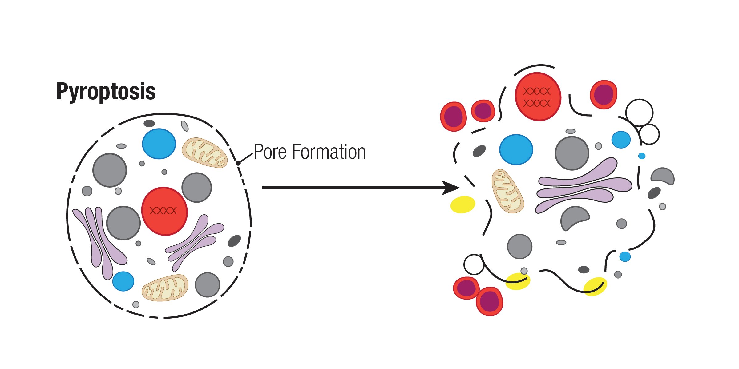 Mechanisms Of Cell Death Pyroptosis cell-death-pathways